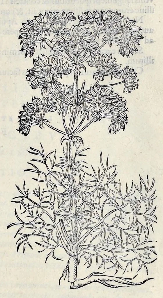 An illustration from Stirpium historiae pemptades sex sive libri XXX, 1583, leaf 340