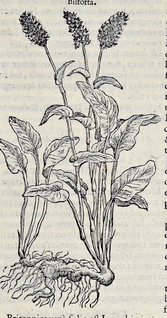 An illustration from Stirpium historiae pemptades sex sive libri XXX, 1583, leaf 352