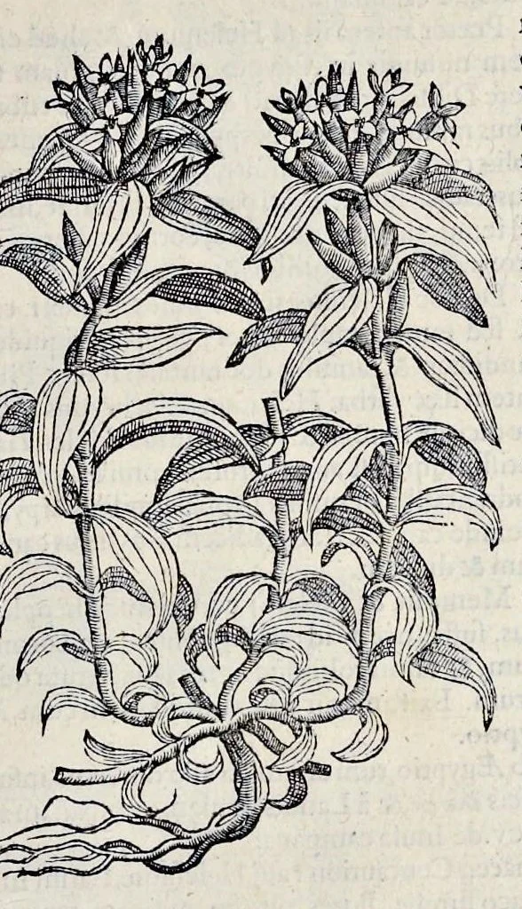 An illustration from Stirpium historiae pemptades sex sive libri XXX, 1583, leaf 362