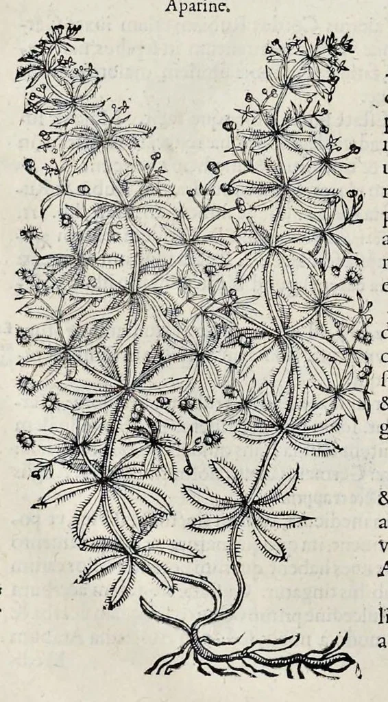 An illustration from Stirpium historiae pemptades sex sive libri XXX, 1583, leaf 371