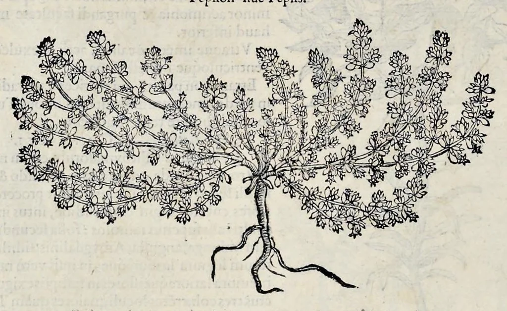 An illustration from Stirpium historiae pemptades sex sive libri XXX, 1583, leaf 393