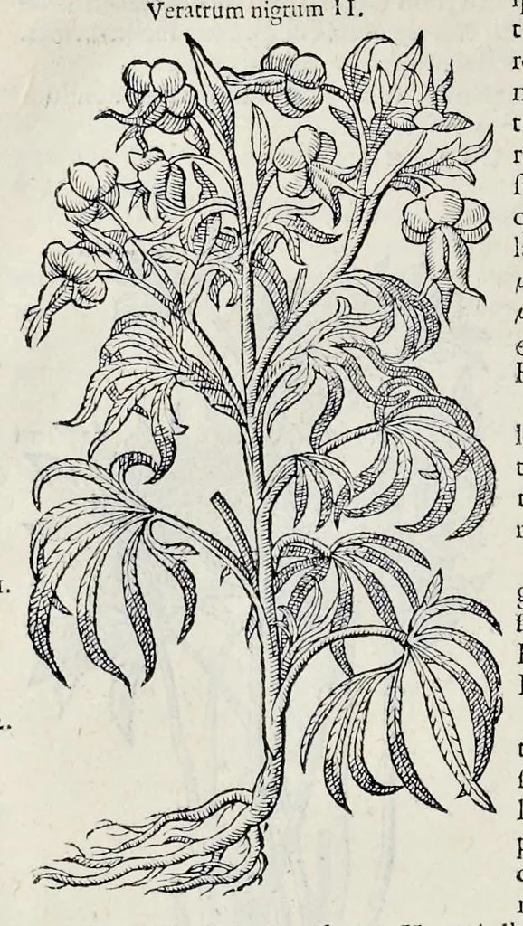 An illustration from Stirpium historiae pemptades sex sive libri XXX, 1583, leaf 403
