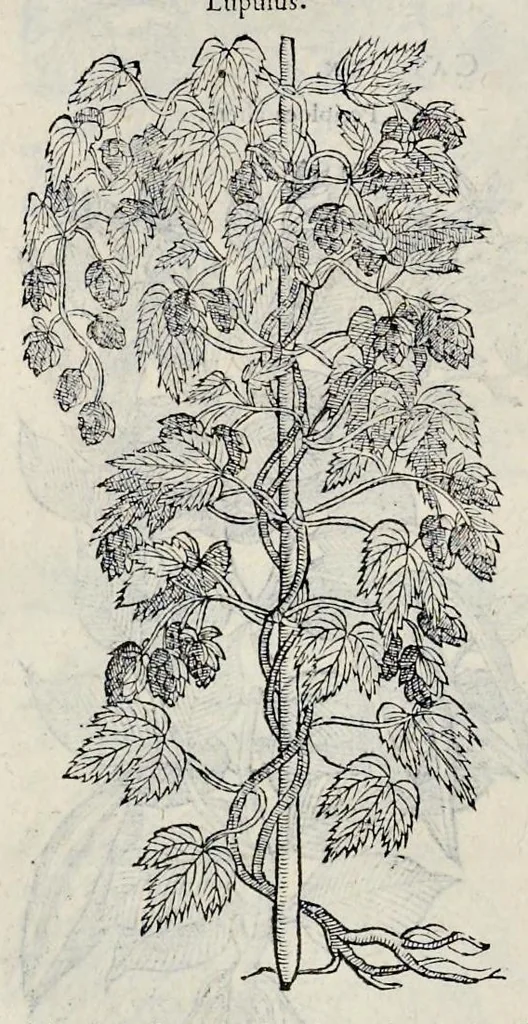 An illustration from Stirpium historiae pemptades sex sive libri XXX, 1583, leaf 425