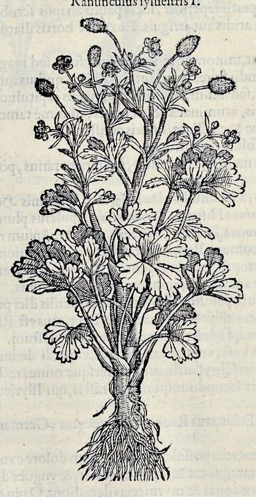 An illustration from Stirpium historiae pemptades sex sive libri XXX, 1583, leaf 444