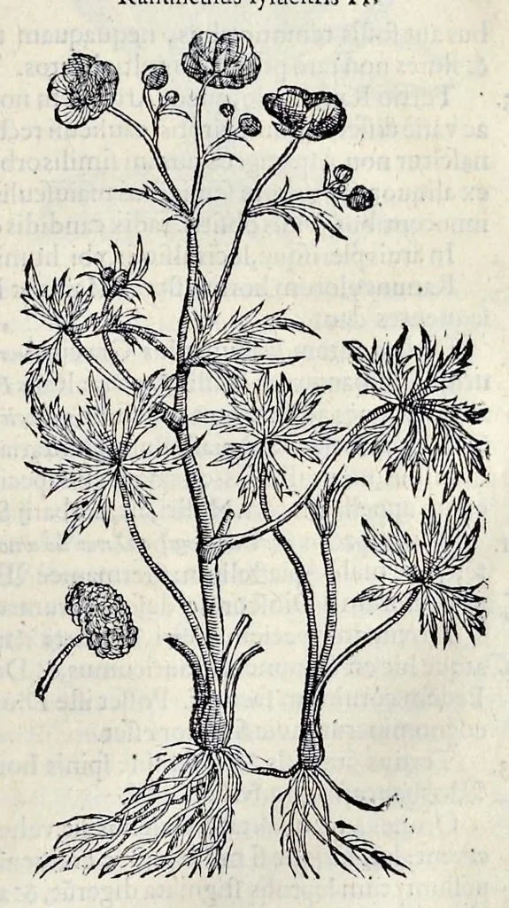 An illustration from Stirpium historiae pemptades sex sive libri XXX, 1583, leaf 444