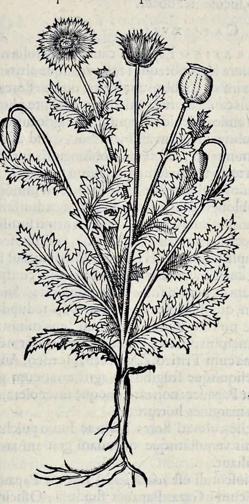 An illustration from Stirpium historiae pemptades sex sive libri XXX, 1583, leaf 464