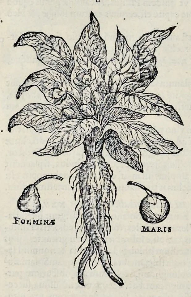 An illustration from Stirpium historiae pemptades sex sive libri XXX, 1583, leaf 475