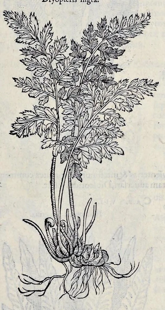 An illustration from Stirpium historiae pemptades sex sive libri XXX, 1583, leaf 484