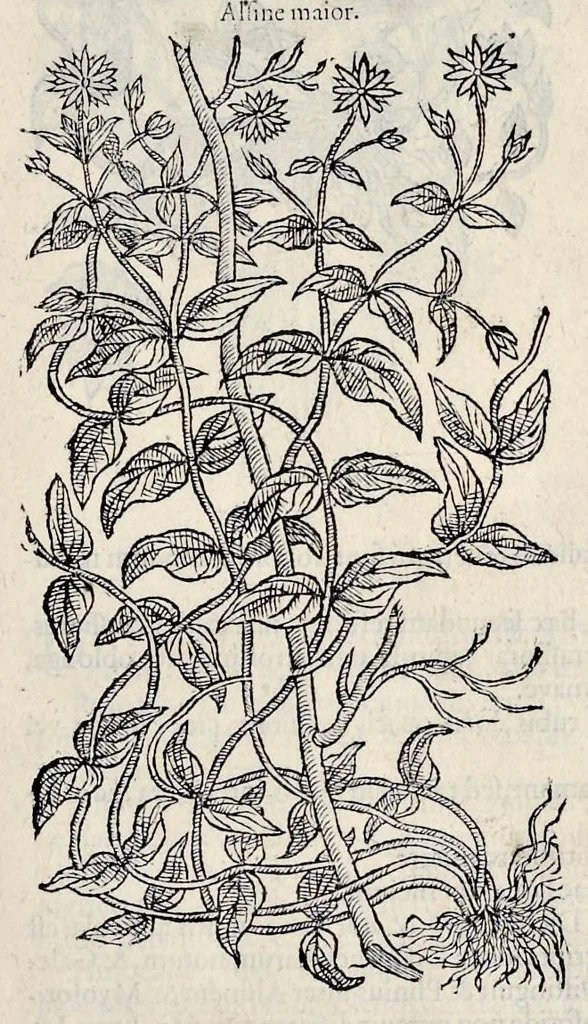An illustration from Stirpium historiae pemptades sex sive libri XXX, 1583, leaf 52