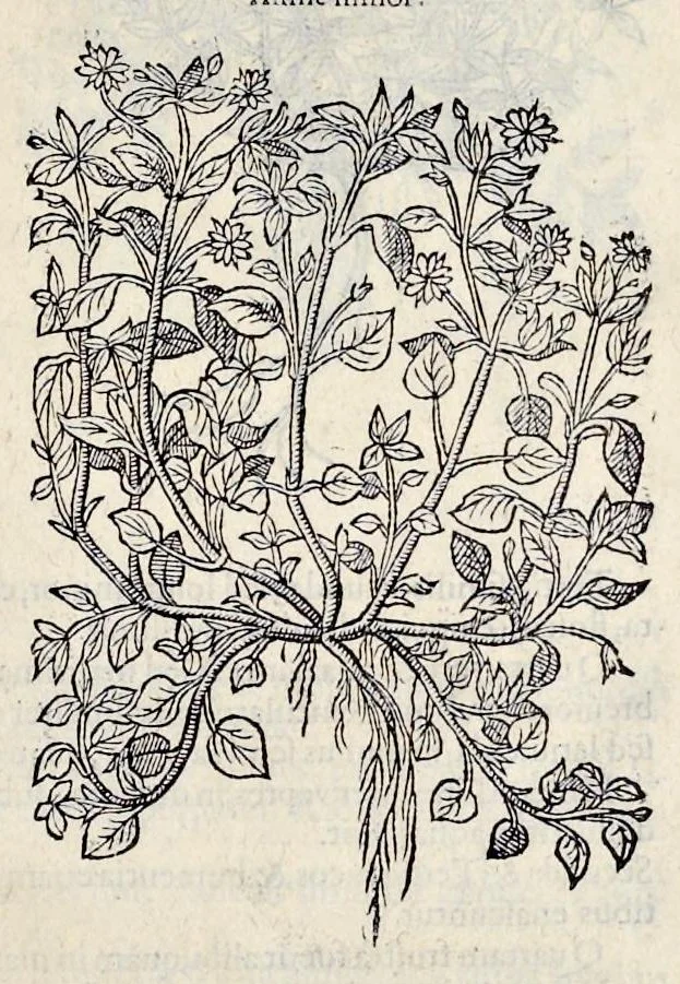 An illustration from Stirpium historiae pemptades sex sive libri XXX, 1583, leaf 52