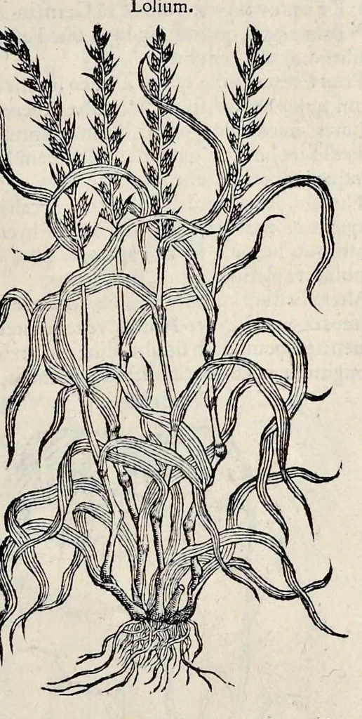 An illustration from Stirpium historiae pemptades sex sive libri XXX, 1583, leaf 550