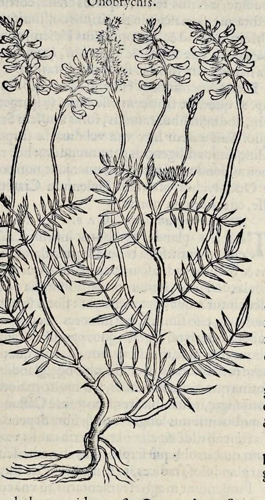 An illustration from Stirpium historiae pemptades sex sive libri XXX, 1583, leaf 560
