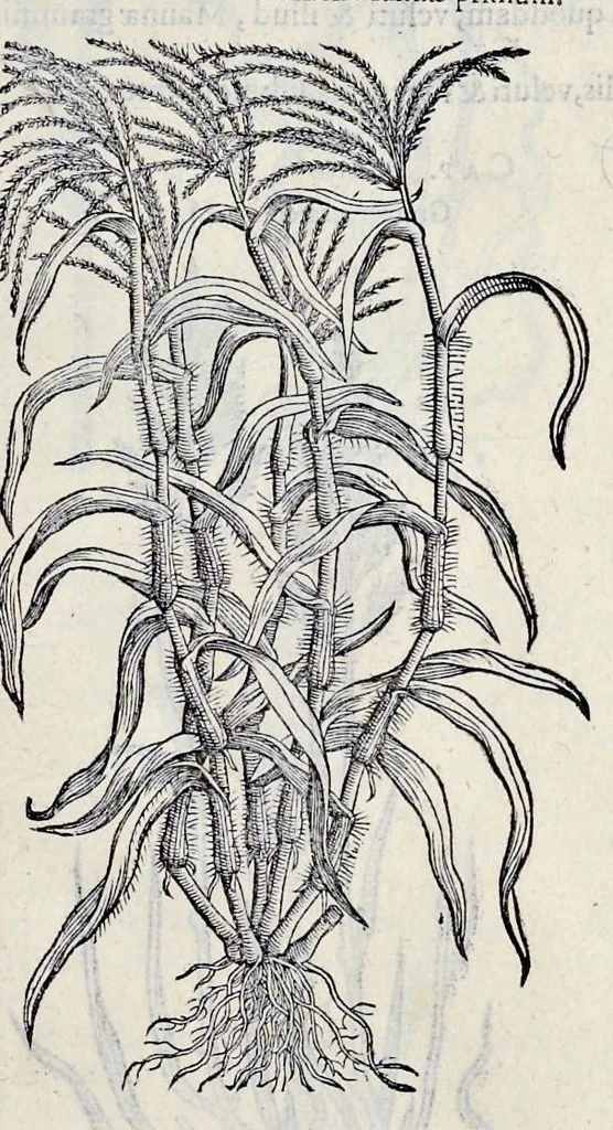An illustration from Stirpium historiae pemptades sex sive libri XXX, 1583, leaf 570