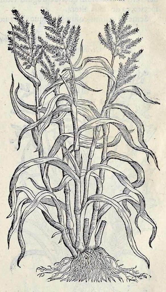 An illustration from Stirpium historiae pemptades sex sive libri XXX, 1583, leaf 570