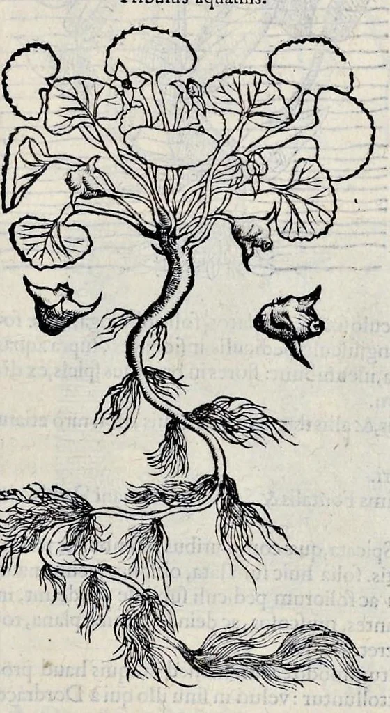 An illustration from Stirpium historiae pemptades sex sive libri XXX, 1583, leaf 592