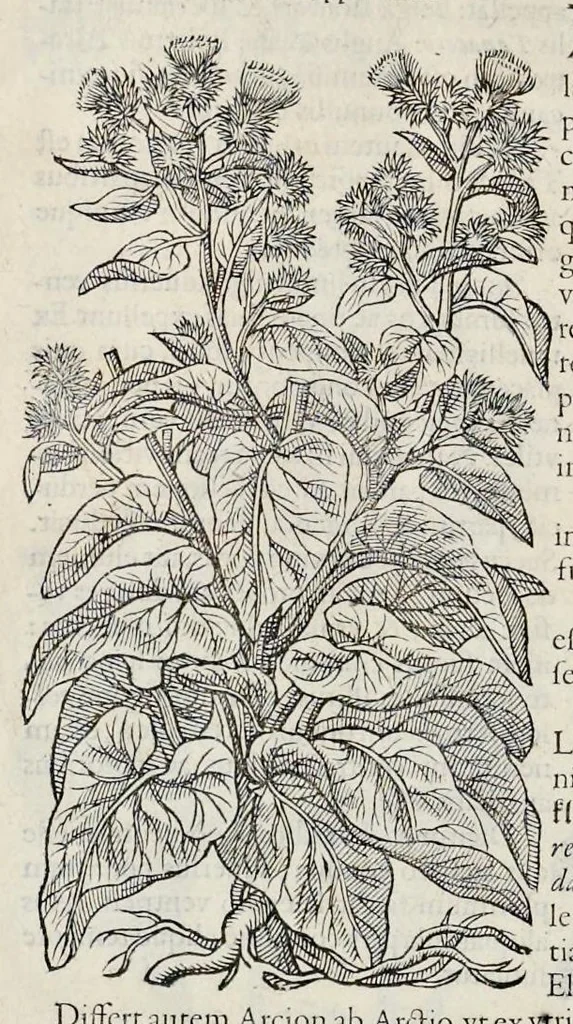 An illustration from Stirpium historiae pemptades sex sive libri XXX, 1583, leaf 61