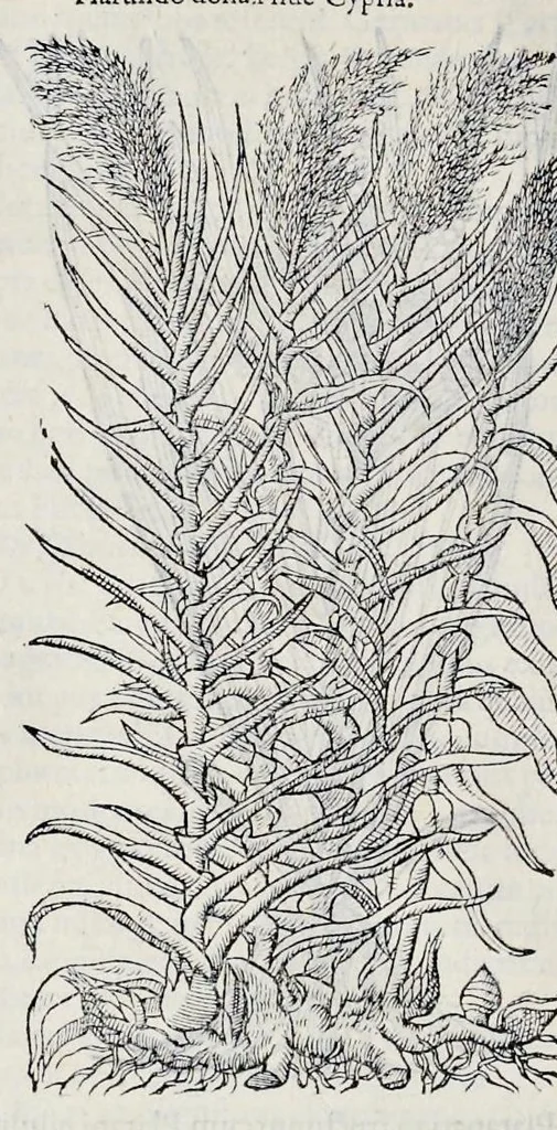 An illustration from Stirpium historiae pemptades sex sive libri XXX, 1583, leaf 613
