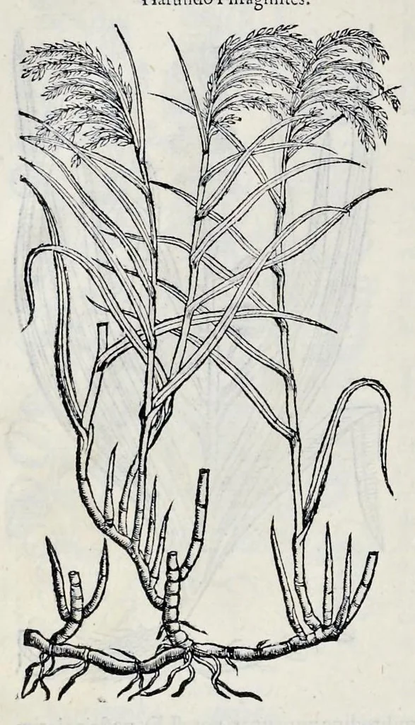 An illustration from Stirpium historiae pemptades sex sive libri XXX, 1583, leaf 613