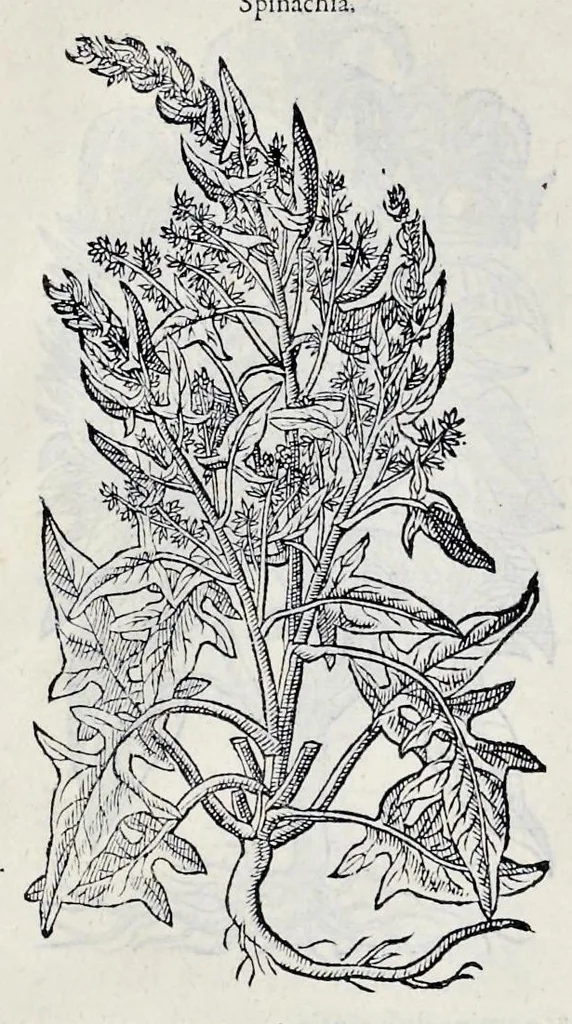 An illustration from Stirpium historiae pemptades sex sive libri XXX, 1583, leaf 629