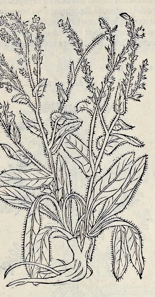 An illustration from Stirpium historiae pemptades sex sive libri XXX, 1583, leaf 638