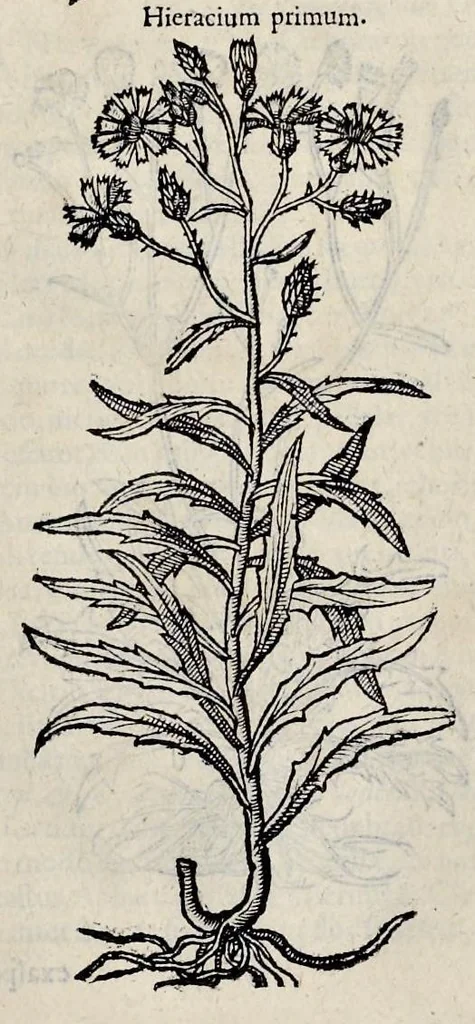 An illustration from Stirpium historiae pemptades sex sive libri XXX, 1583, leaf 648