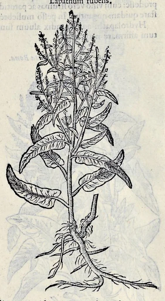 An illustration from Stirpium historiae pemptades sex sive libri XXX, 1583, leaf 660