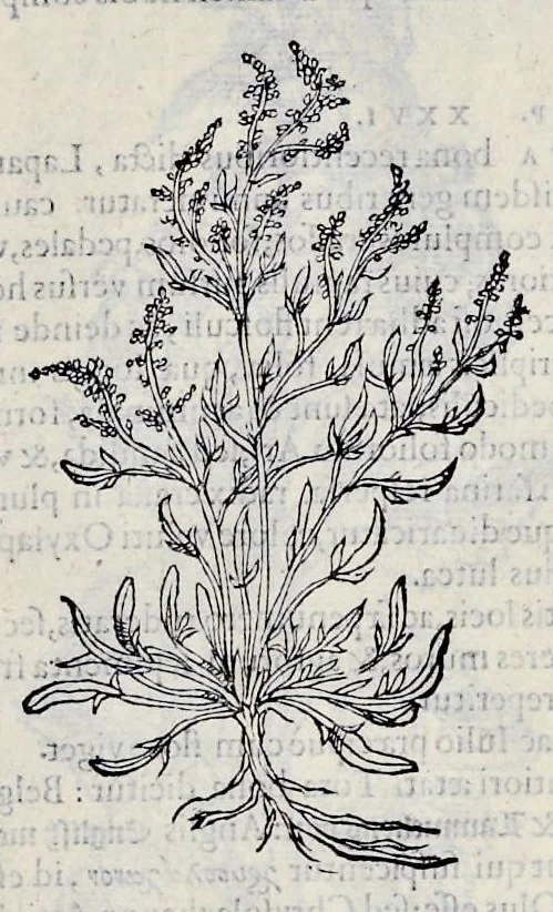 An illustration from Stirpium historiae pemptades sex sive libri XXX, 1583, leaf 660