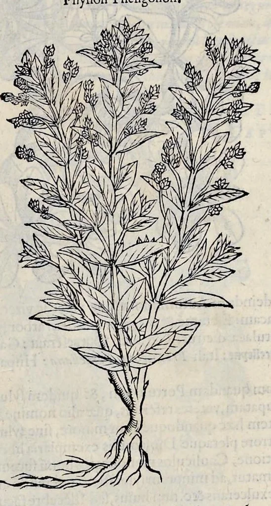 An illustration from Stirpium historiae pemptades sex sive libri XXX, 1583, leaf 670