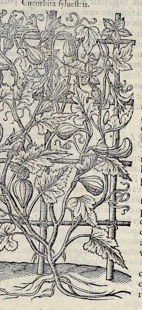 An illustration from Stirpium historiae pemptades sex sive libri XXX, 1583, leaf 680