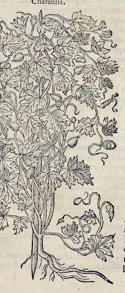 An illustration from Stirpium historiae pemptades sex sive libri XXX, 1583, leaf 680