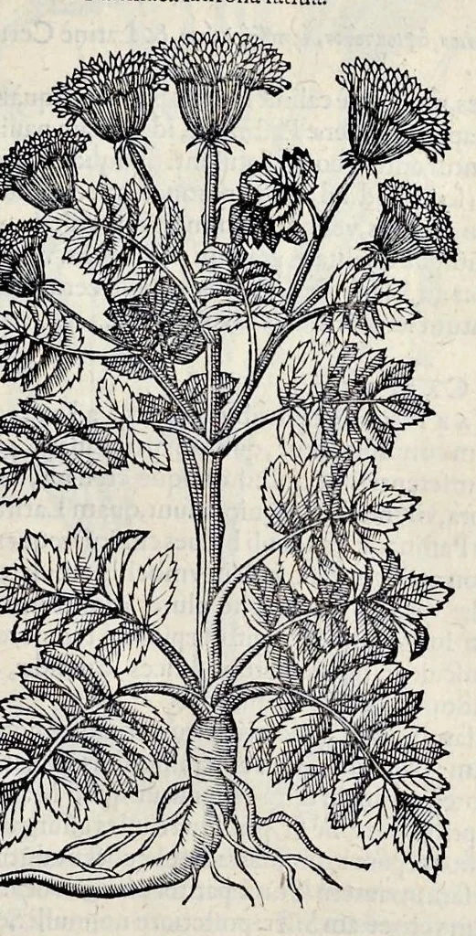 An illustration from Stirpium historiae pemptades sex sive libri XXX, 1583, leaf 690