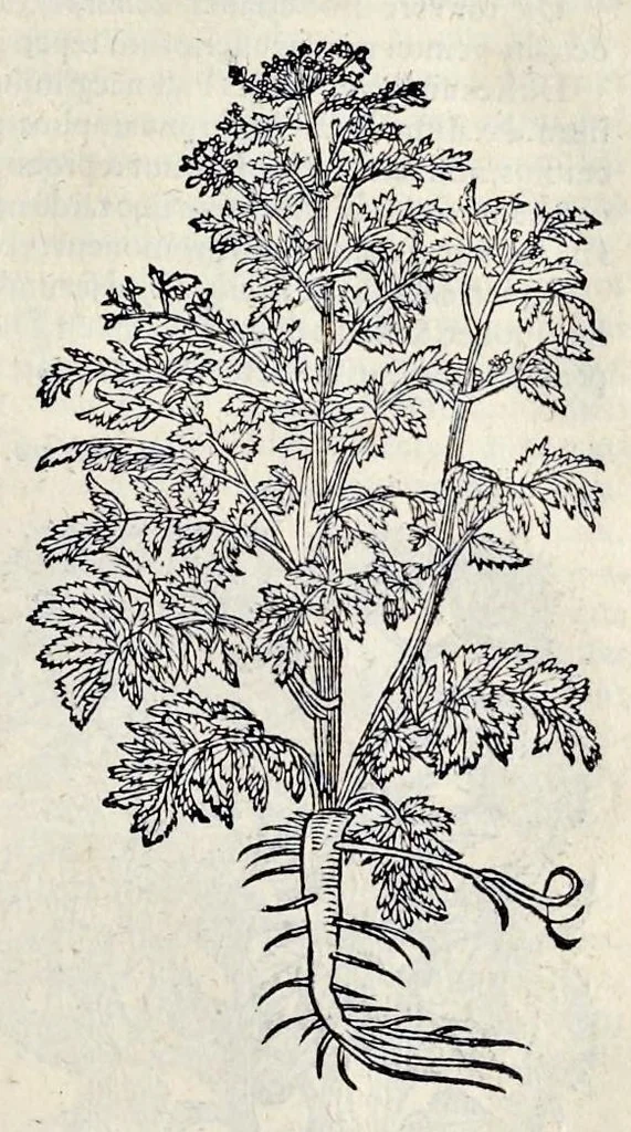 An illustration from Stirpium historiae pemptades sex sive libri XXX, 1583, leaf 690