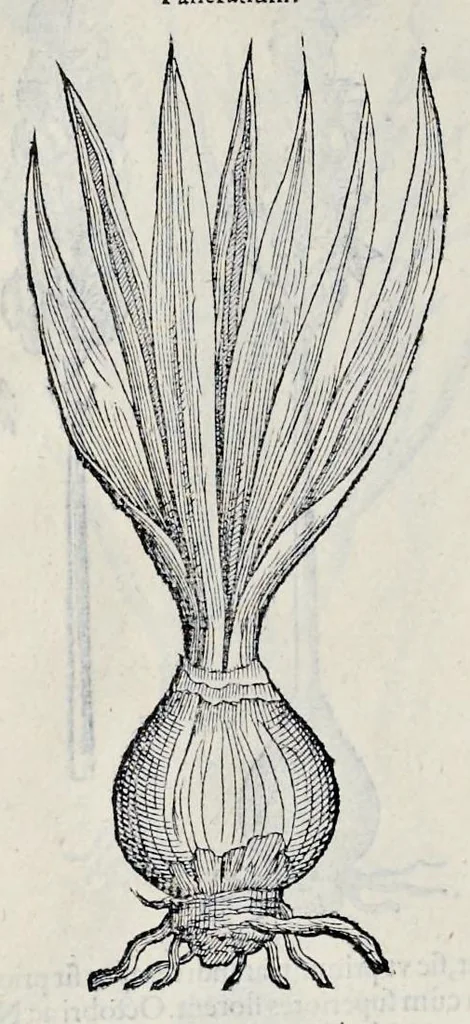 An illustration from Stirpium historiae pemptades sex sive libri XXX, 1583, leaf 701