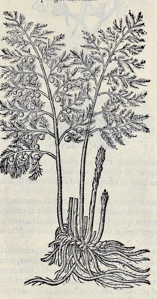 An illustration from Stirpium historiae pemptades sex sive libri XXX, 1583, leaf 712
