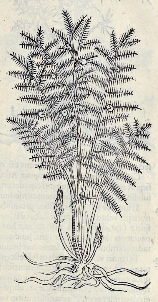 An illustration from Stirpium historiae pemptades sex sive libri XXX, 1583, leaf 712