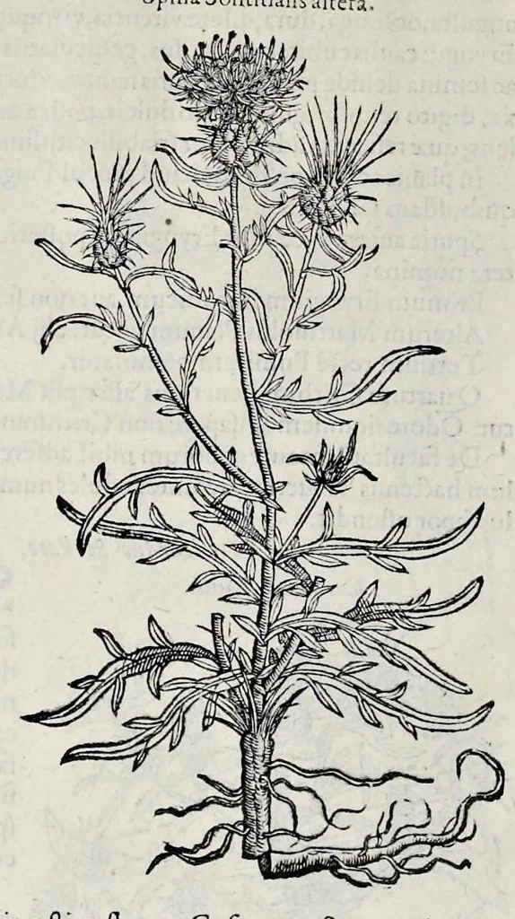 An illustration from Stirpium historiae pemptades sex sive libri XXX, 1583, leaf 743