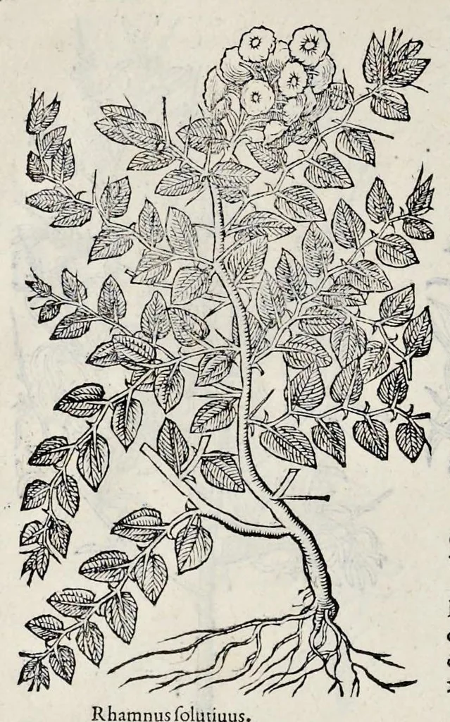 An illustration from Stirpium historiae pemptades sex sive libri XXX, 1583, leaf 765