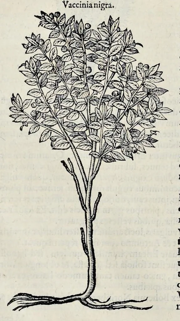 An illustration from Stirpium historiae pemptades sex sive libri XXX, 1583, leaf 777