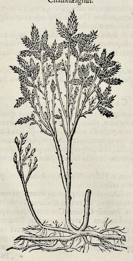 An illustration from Stirpium historiae pemptades sex sive libri XXX, 1583, leaf 789