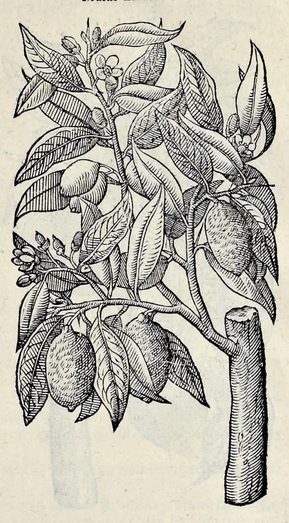 An illustration from Stirpium historiae pemptades sex sive libri XXX, 1583, leaf 800
