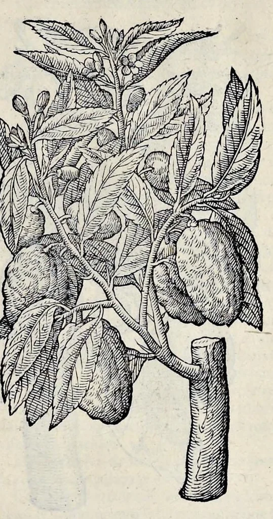 An illustration from Stirpium historiae pemptades sex sive libri XXX, 1583, leaf 800