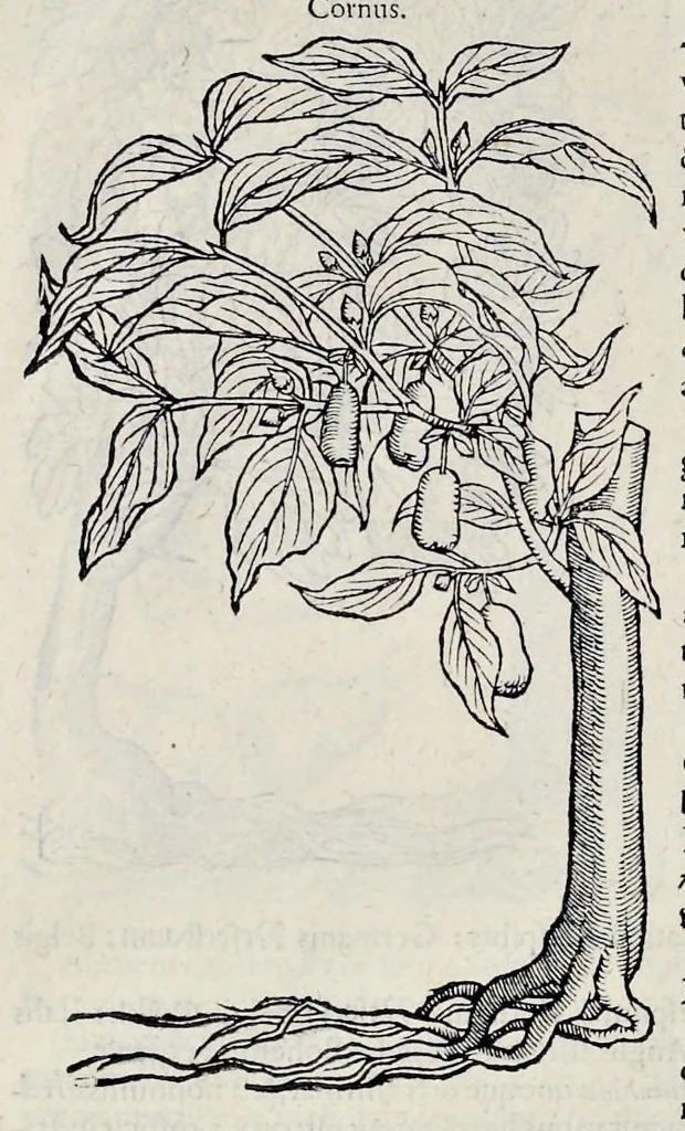 An illustration from Stirpium historiae pemptades sex sive libri XXX, 1583, leaf 811