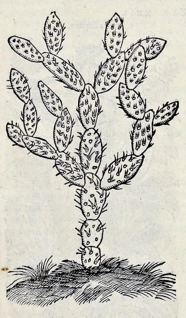An illustration from Stirpium historiae pemptades sex sive libri XXX, 1583, leaf 822