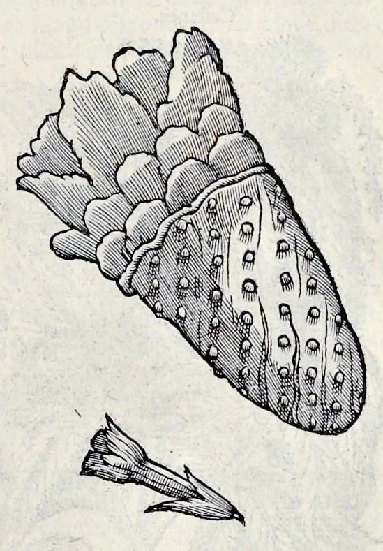 An illustration from Stirpium historiae pemptades sex sive libri XXX, 1583, leaf 822
