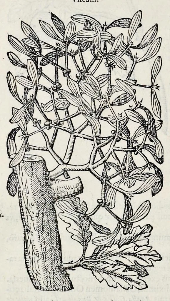 An illustration from Stirpium historiae pemptades sex sive libri XXX, 1583, leaf 835