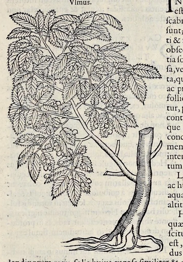 An illustration from Stirpium historiae pemptades sex sive libri XXX, 1583, leaf 846