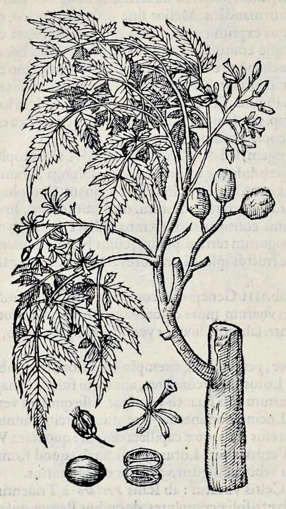 An illustration from Stirpium historiae pemptades sex sive libri XXX, 1583, leaf 857