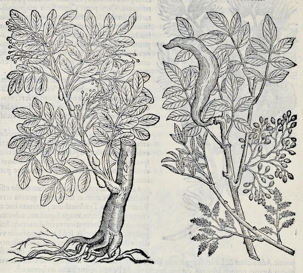 An illustration from Stirpium historiae pemptades sex sive libri XXX, 1583, leaf 879