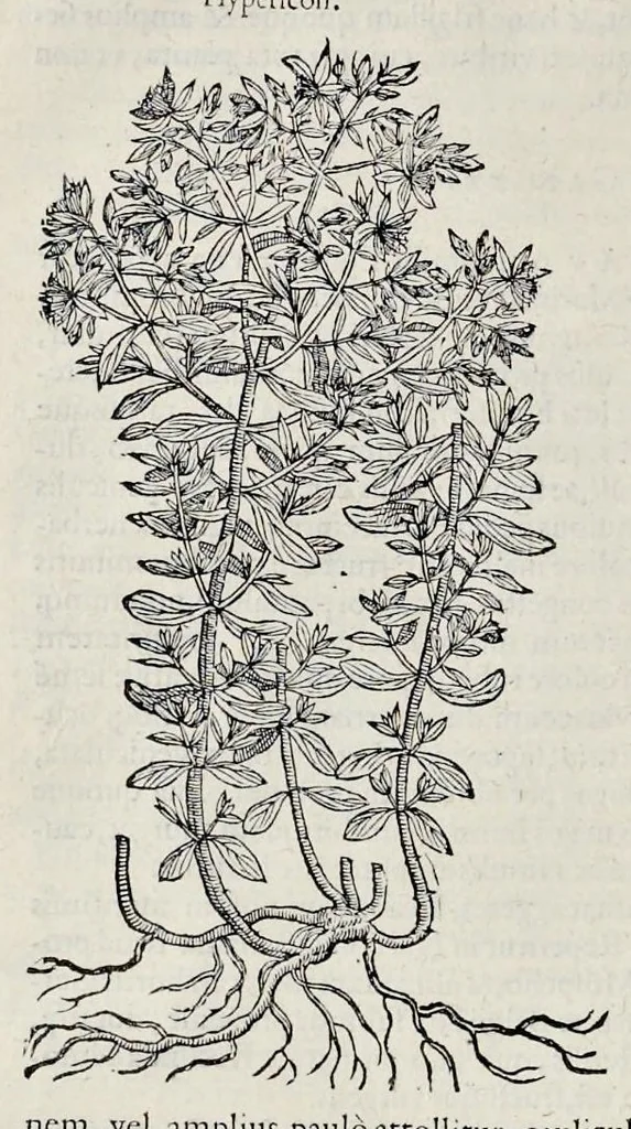 An illustration from Stirpium historiae pemptades sex sive libri XXX, 1583, leaf 99