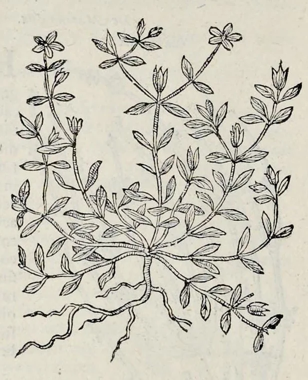 An illustration from Stirpium historiae pemptades sex sive libri XXX, 1583, leaf 99